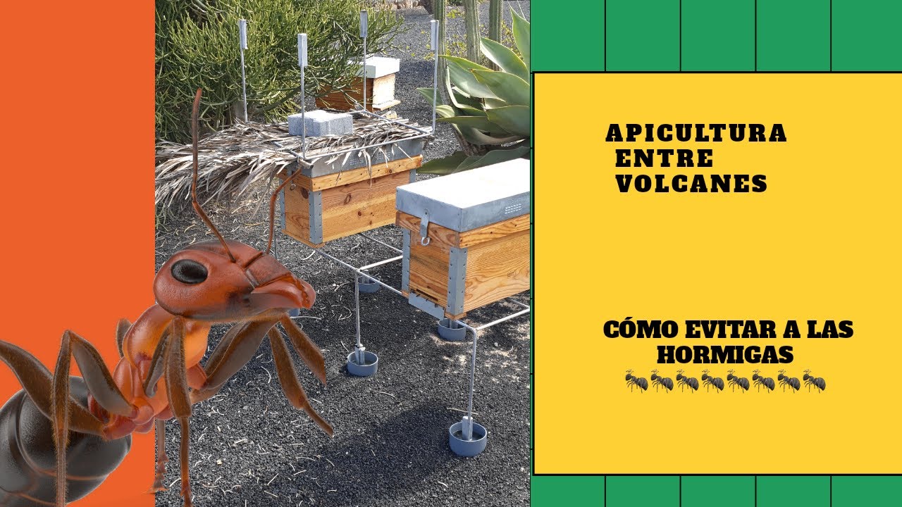 CÓMO EVITAR LAS HORMIGAS EN LAS COLMENAS Y NÚCLEOS. YouTube CÓMO EVITAR LAS HORMIGAS EN LAS COLMENAS Y NÚCLEOS. YouTube