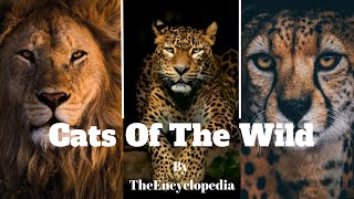 Cats Of The Wild | By The Encyclopedia