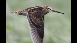 Suara burung Berkik pekung #pekung#Berkik#burungsawah