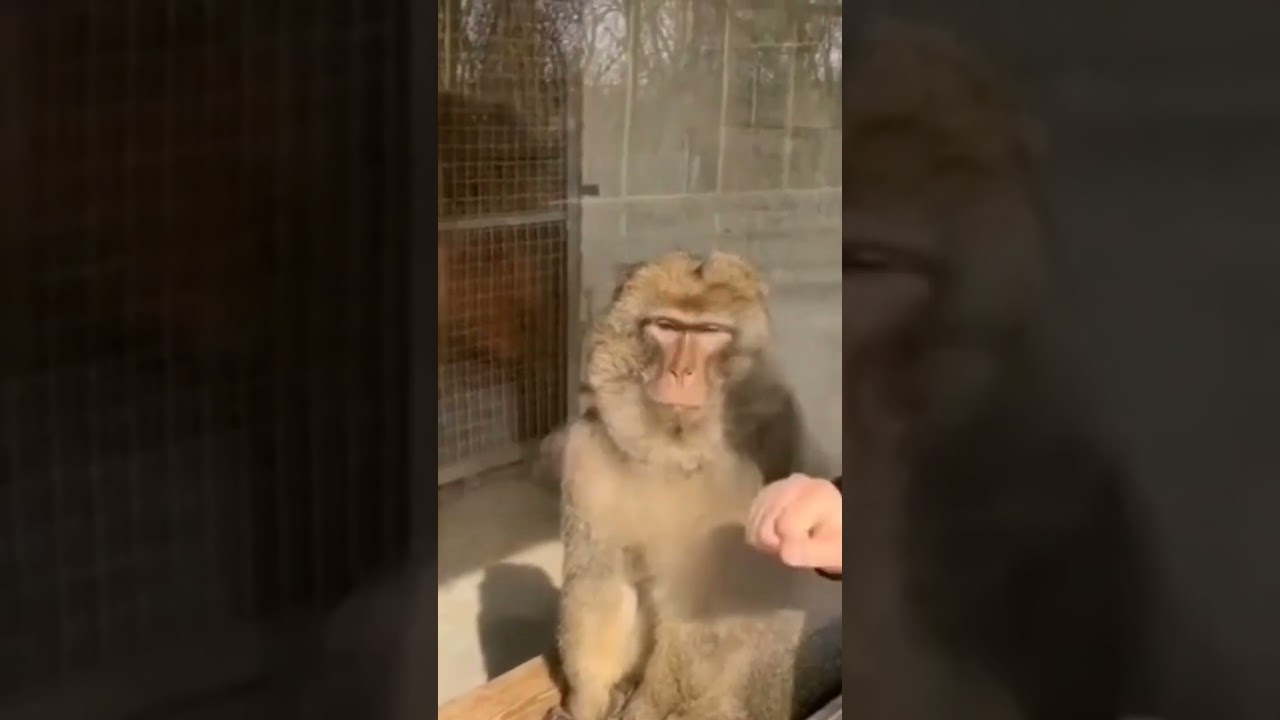 Try Not To Laugh shorts short shortvideo shortsvideo try-not-to-laugh-shorts-short-shortvideo-shortsvideo
