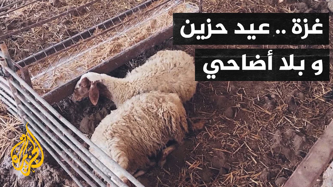 أصوات من غزة| الحرب تأتي على سوق المواشي وتحرم الغزيين من أضاحي العيد
