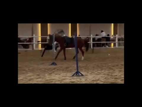 تكسر عظم ساقه ترند اكسبلور مالي خلق احط هاشتاقات ميرال مصطفى العنود سعود رهف محمد