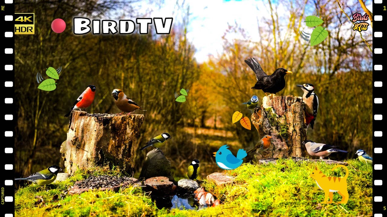 Wild Birds at Hidden Feeder with Lake: Dynamic lighting #birdwatch007#cattv