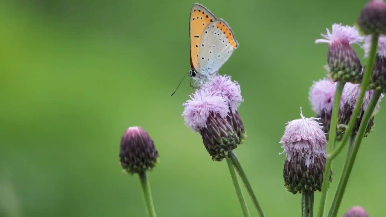 Relaxing  Music, Meditation Music,Soothing Music, Relaxing Piano Music, Sleeping Music Short Video