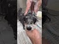 マルシュナちゃんのトリミング✂︎目やには柔らかくしてから取って欲しいワン