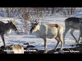 "Наедине с безмолвием" плато Путорана