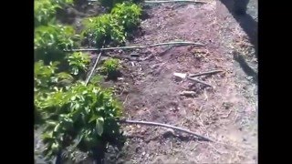 How Drip Irrigation Increases the potato production | New Malwa Agritech Corporation.