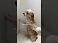 そあちんを丸洗いしました。#shorts #犬 #犬のいる暮らし #マルプー #面白い犬