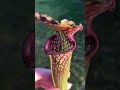 VENUS FLY TRAP, venus flytrap, CARNIVOROUS PLANTS plant 🌱​