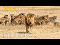 Wild Animals - Survival of the Most Ruthless I Wild Nature