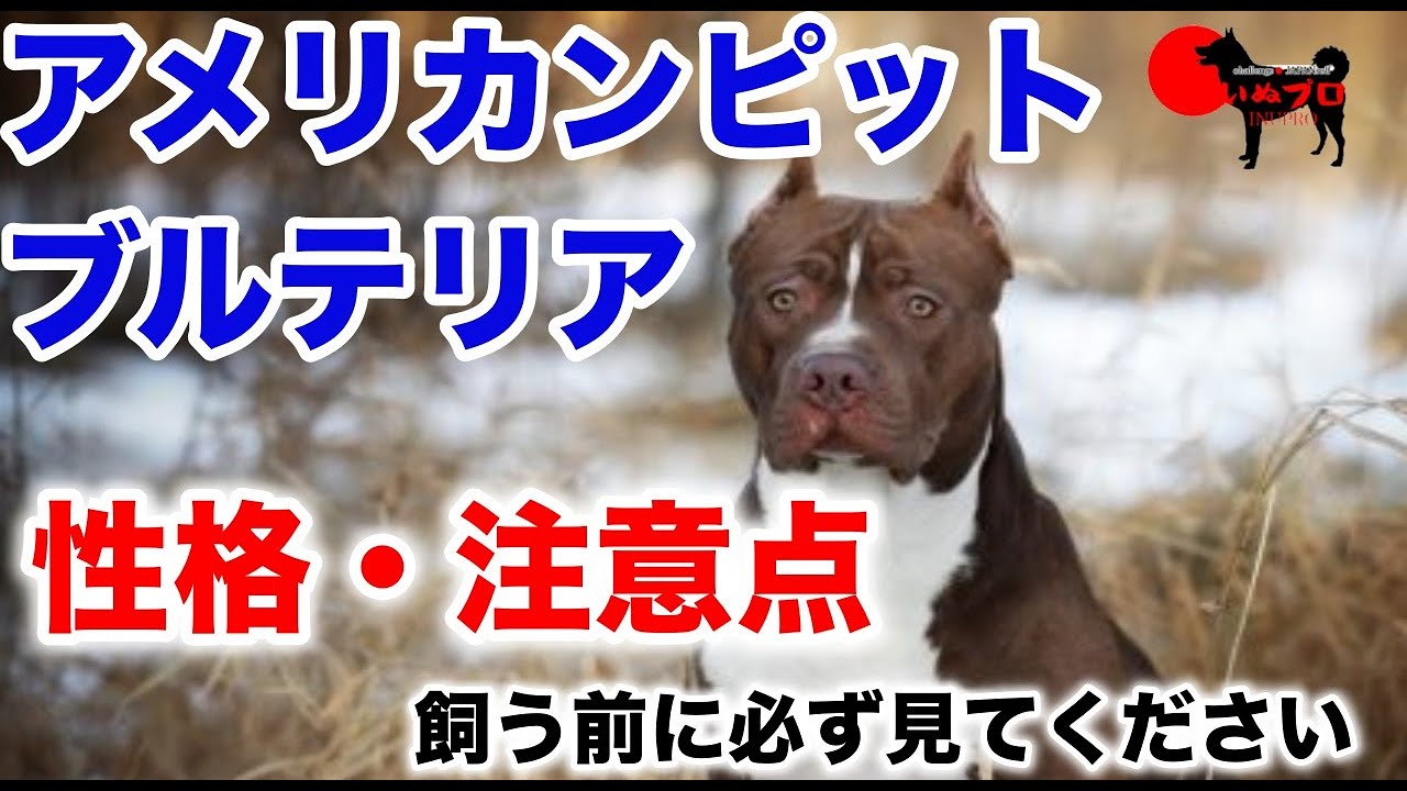 アメリカンピットブルテリアの性格 飼う前に知っておいてほしい注意点 Psdドッグサポートセンター いぬプロ Inupro 子犬 飼い方 パピー トレーニング しつけ 教育 Youtube
