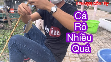 Câu cá rô ở Tháp Mười, dưới sông nhiều vô số kể