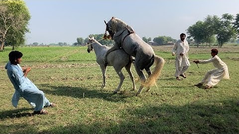 Complete Horse breeding process-from Start to Finish 😇 #viralvideo 