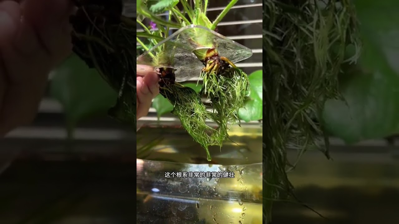 让草莓快速水培生根测试对比，你有更好的方法吗