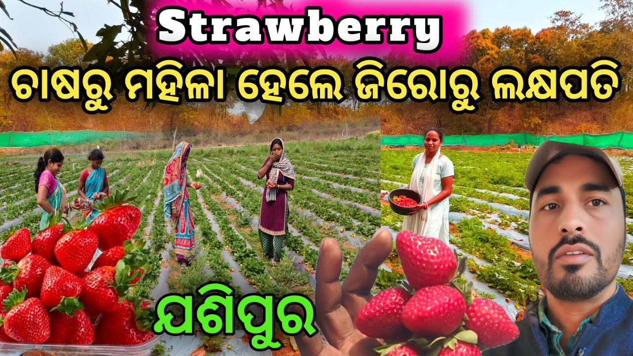 Strawberry ଚାଷରୁ ମହିଳା ହେଲେ ଲକ୍ଷପତି |Strawberry Farming,Jashipur |Mayurbhanj |sanjay boby vlogs 