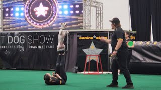 The Smart Dogs Doing Tricks at Canadian Pet Expo 2024 #dogshow