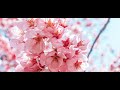 Traditional japanese  sakura sakura zenon bressan alto recorder a  415 hz