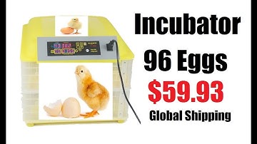 Fully Automatic Temperature Controller Incubator For Eggs Hatching 96 Eggs Incubator Review 2020