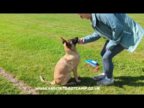 17 week Malinois Poppy basic obedience