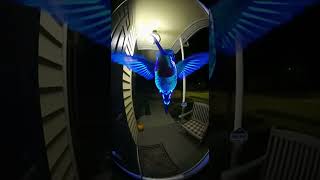 What This giant hummingbird Just Did 😲 #4kcontent #sora2 #shorts