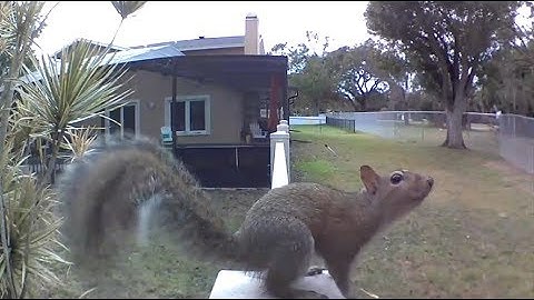 1 Minute Footage For Squirrel Lovers (From My Blink XT Security Camera)