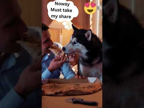 Husky Dog Steals Food Like A Pro From Hooman Demanding Dog Funny Animals Cute Husky Dog Steals 