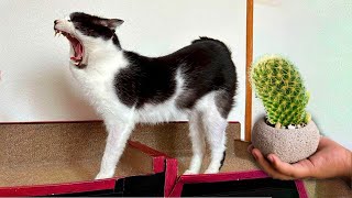 Hài Hước Chó Mèo - Những Pha Cười K Ngậm Được Mồm Với Những Chú Mèo Hài Hước