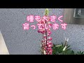 ルピナスに種が出来ましたー　たくさん、蒔いて、たくさん育てたいです❣️