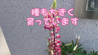 ルピナスに種が出来ましたー　たくさん、蒔いて、たくさん育てたいです❣️