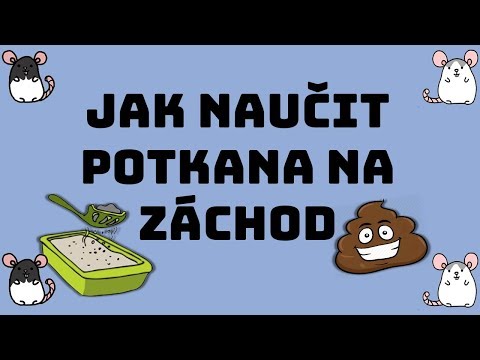 Video: Kolik Let žijí Domácí Krysy