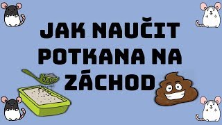 Jak naučit potkana používat záchod l Litter training for rats