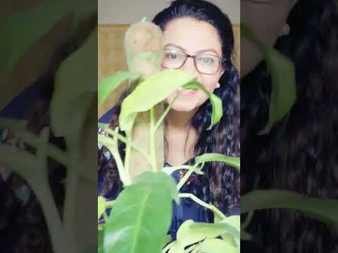 5 Indoor plants that are hard to kill | #shorts