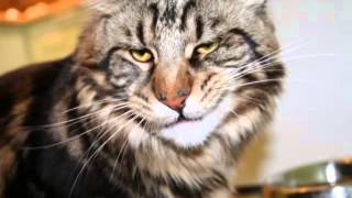 Мой кот мне кажется счастливым ролик Мой кот мне кажется счастливым ролик
