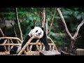 Live: Virtual encounter with giant pandas – Ep. 45