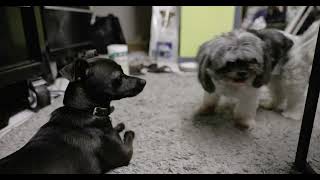 Milo Puppy 14 Mia Comes Home