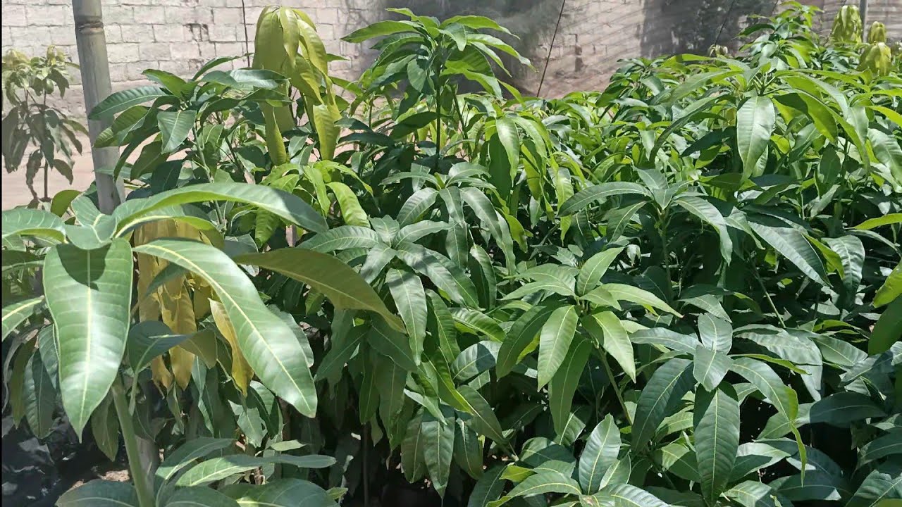 مواصفات شتلات المانجو و كيف تستلم شتلة مانجو من المشتل | صنف الأوستين علي أصل سكري | Egypt mango