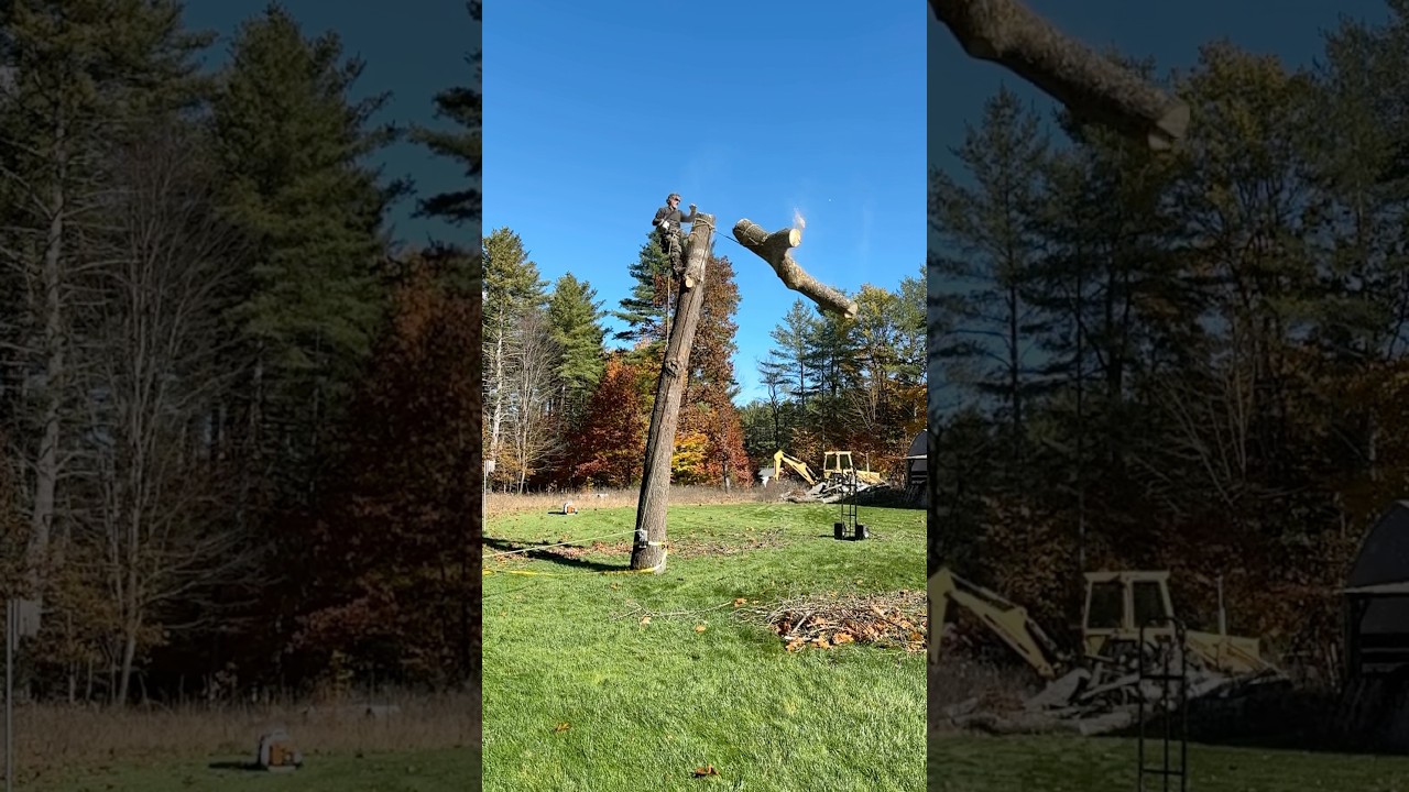 Rigging this dead oak to avoid putting holes in the yard.. thunk.