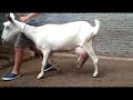 Quer comprar ou vender cabras leiteiras é só falar com seu Severino Surubim Pernambuco 07/07/2020