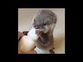 Cute baby animals animal adda 1