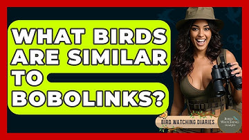What Birds Are Similar To Bobolinks? - Bird Watching Diaries