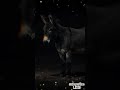 metindeep | Calm Resistance | Donkey