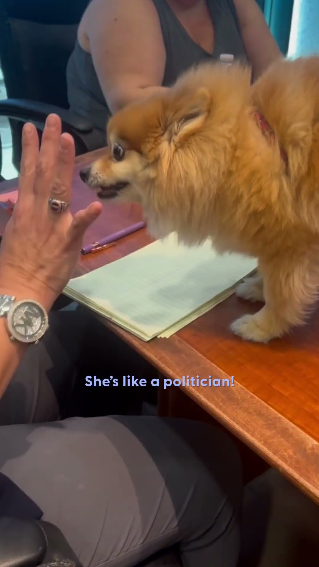 Tiny Senior Dog Is Everyone's Favorite Co-Worker | The Dodo