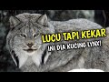 Mengenal Kucing Lynx Sang Predator Eropa