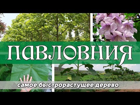 Павловния - самое быстрорастущее дерево