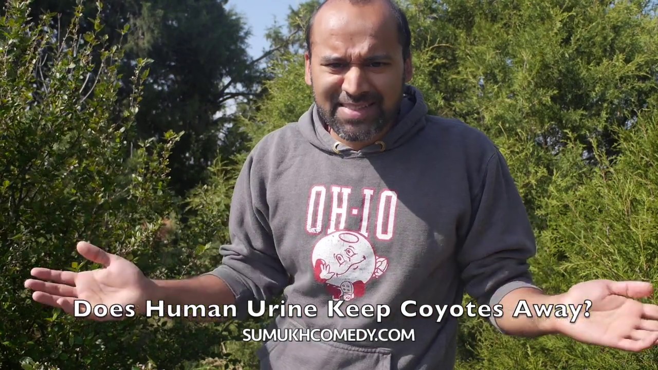 Does Human Urine Keep Coyotes Away?