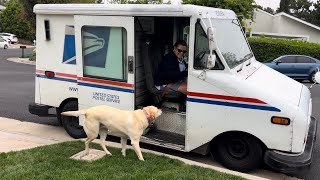 True Love: Labrador Retriever Waits All Day For This Moment With Our Mail Lady