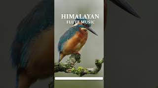 Morning Flute Music | Himalayan Flute Music | Meditation Music | (बाँसुरी) Aparmita Ep. 103 Shorts