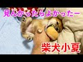 【柴犬小夏】目が合うと危険です　時間を問わずかまってちゃんを発動する　９日目生後2ヶ月　子犬