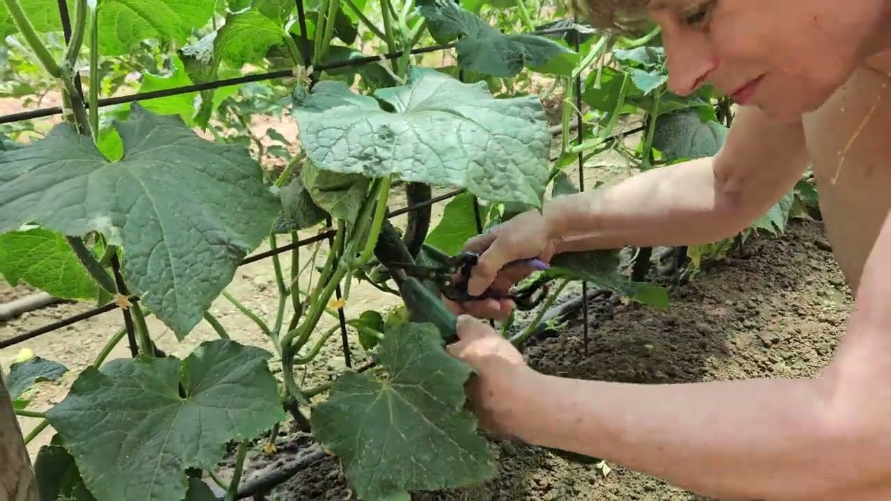 Обиколка на двора.