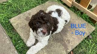 Litter of Loveable Lagotto Romagnolo puppies discover ‘The Great Outdoors’